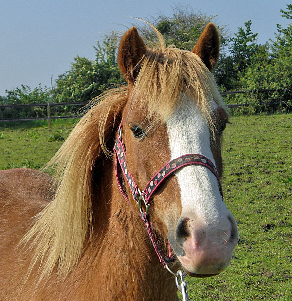 HorseWorld charity Chilli the horse.JPG